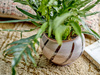 BLOOMINGVILLE IMAN flowerpot pink
