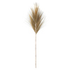 Maluca Branch, Nature, Cane